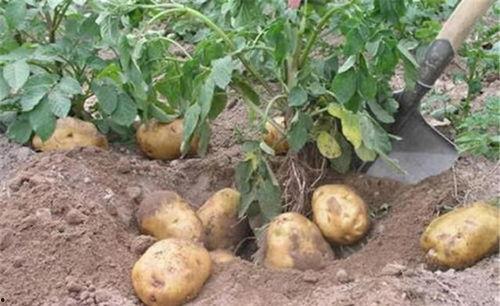 土豆网在线观看蜗居,都市生活写实剧，揭示现代青年住房困境